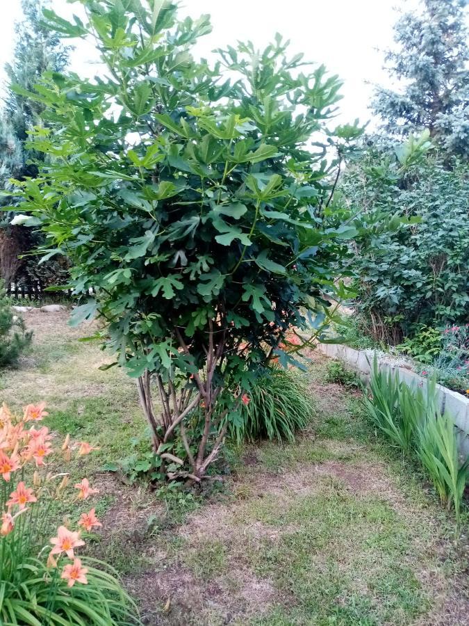 Guesthouse Smiljanic Slavkovica Esterno foto